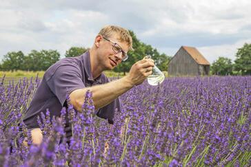 Landwirt pflanzt Lavendel in Sachsen: "Damit hat niemand gerechnet"