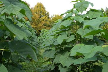 Paulownia-Kiribaum pflanzen? Das sagen unsere User zum Blauglockenbaum