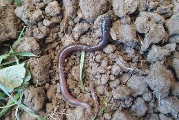 Verdirbt die Milch: Schwarzkopfregenwurm nervt Landwirte