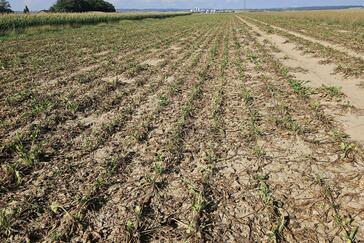 Zikade bedroht Zuckerrüben und Kartoffeln: Was Landwirte tun können